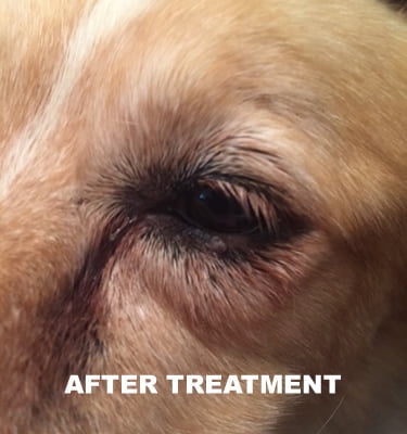 natural wart remover for dogs