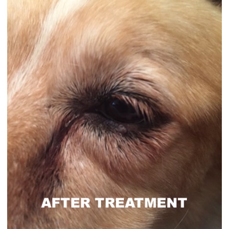 All Natural Dog Wart Remover 1 Oz Good Karma Naturals 100 Natural Painless Dog Warts Removal Treatment Skin Tag Wart Remover For Dogs 30ml Walmart Com