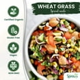 Nature Jims Sprouts Wheatgrass MMF7 Seeds 100 Organic Wheat Seed for