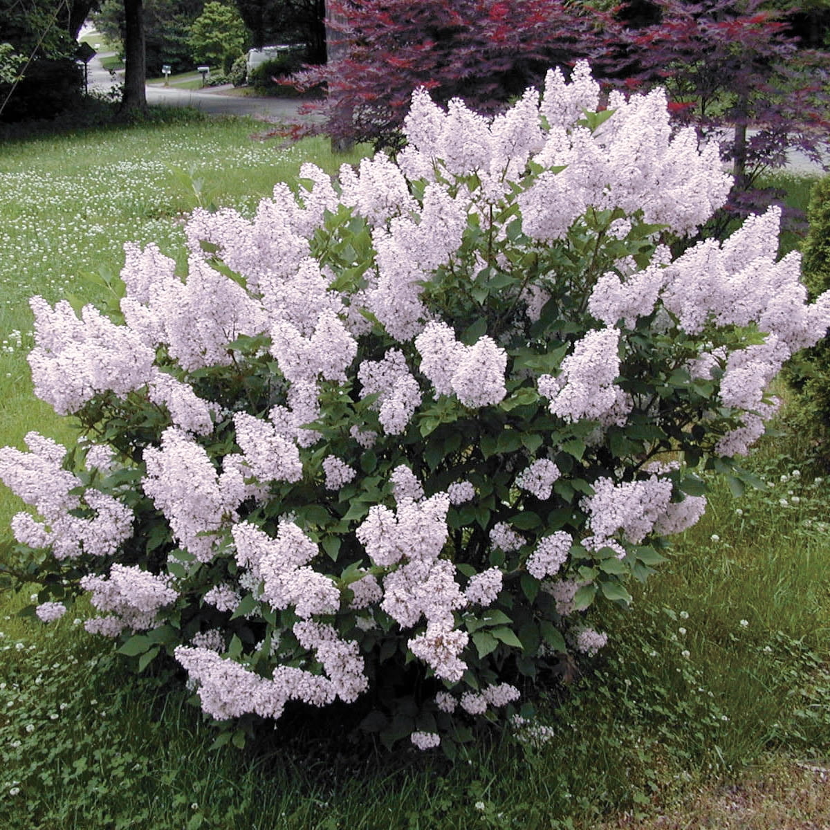 Expert Gardener Asiatic Jasmine (2.5 Quart) Evergreen