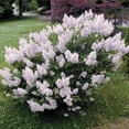 thumbnail image 2 of Miss Kim Lilac Dormant Bare Root Flowering Starter Shrub (1-Pack), 2 of 4