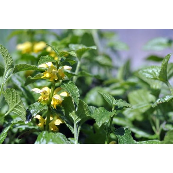 Variegated Yellow/Silver Archangel - Lamiastrum - Great Groundcover - Qt Pot