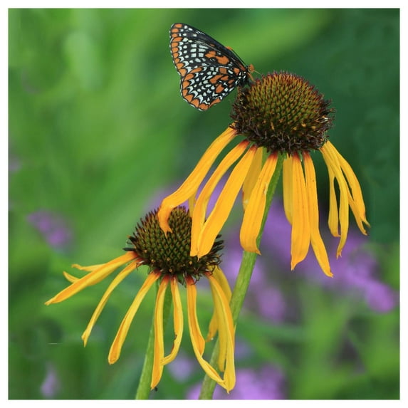 Everwilde Farms - 1/4 lb Bushs Coneflower Native Wildflower Seeds - Gold Vault Bulk Seed Packet