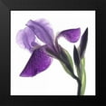 thumbnail image 2 of Burkhart, Monika 20x20 Black Modern Framed Museum Art Print Titled - Purple Iris III, 2 of 5