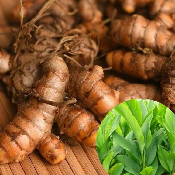 Turmeric Curcuma Plants Live 4-6 Inch, Fresh Curcuma Turmeric Root Plants for Pot or Soil Planting