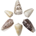 Small Cone Shell Assorted Cones Shells Bulk Craft Seashells 2-3