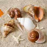 Sinkoo 5 Pcs Large Hermit Crab Shells Natural Sea Conch Size 2.8 - 3.9, Opening Size 1.5 - 2.5 Turbo Seashells for Hermit Crab Supplies and Beach Decoration Large Sea Shell