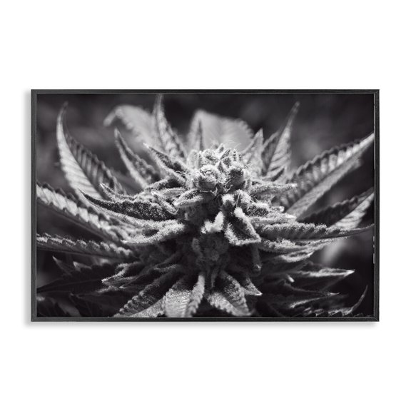 Stupell Industries Monochrome Cannabis Flower Plants & Flowers Painting Black Framed Art Print Wall Art, 18 x 12