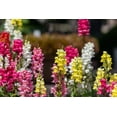 thumbnail image 6 of 2000 SNAPDRAGON CORONA MIX Antirrhinum Majus Flower Seeds, 6 of 10