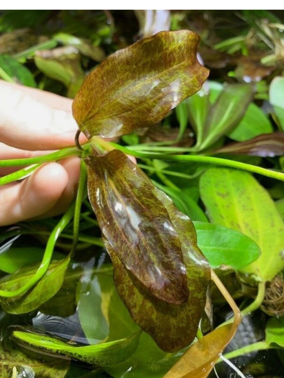 Red Rubin Sword (Echinodorus ‘Rubin’) Live Aquarium Plant – Easy Red Freshwater Plant
