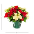 thumbnail image 3 of Expert Gardener 1.5gal Red White Poinsettia Live Holiday Plant Decorative Pot Indirect Sun, 3 of 7