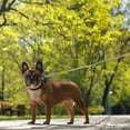 thumbnail image 1 of FUEENIRVA Sturdy Dog Chain Leash Assorted Color Comfortable Hand Chain for Pet Walking, 1 of 7