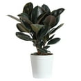thumbnail image 5 of Brighter Blooms - Rubber Plant (Ficus), 3 gal - No Shipping to AK, AZ, HI, OR, 5 of 5