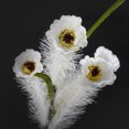 thumbnail image 3 of GOOHOCHY 5Ud White Artificial Flower Branches for Vase with Realistic Design and Fade Resistant Color, 3 of 7