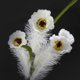 thumbnail image 3 of unbranded 5Ud Artificial White Floral Stems for Vase with Lasting Natural Look and Rustic Style, 3 of 6