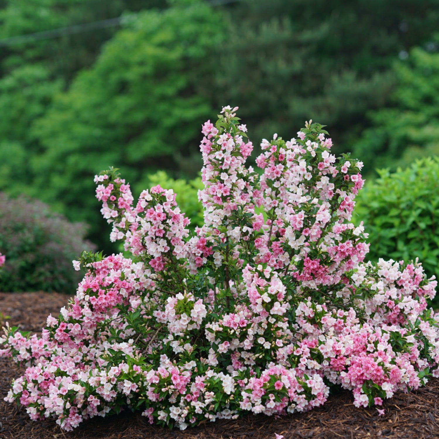Proven Winners ColorChoice 5" Multicolor Czechmark Trilogy Weigela Live Plant in 4.5" Pot (4 Count)