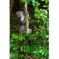 thumbnail image 2 of Hogstrom, Inger 13x18 White Modern Wood Framed Museum Art Print Titled - Madagascar-Ankarana-Ankarana Reserve Crowned lemur Curious lemur looks out of the forest, 2 of 4