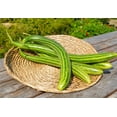 thumbnail image 5 of TomorrowSeeds - Painted Serpent Striped Armenian Cucumber Seeds - 150+ Count - For 2025 Planting, 5 of 9