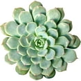thumbnail image 2 of Echeveria Minima (4"+ Clay Pot) - Tiny, Lovely, Easy to Care Rosette Succulents - Live Succulents for Indoor Places, 2 of 9