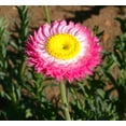 thumbnail image 4 of TomorrowSeeds - Pink Paper Daisy Seeds - 500+ Count - For 2025 Planting Everlasting Sunray Rhodanthe, 4 of 9