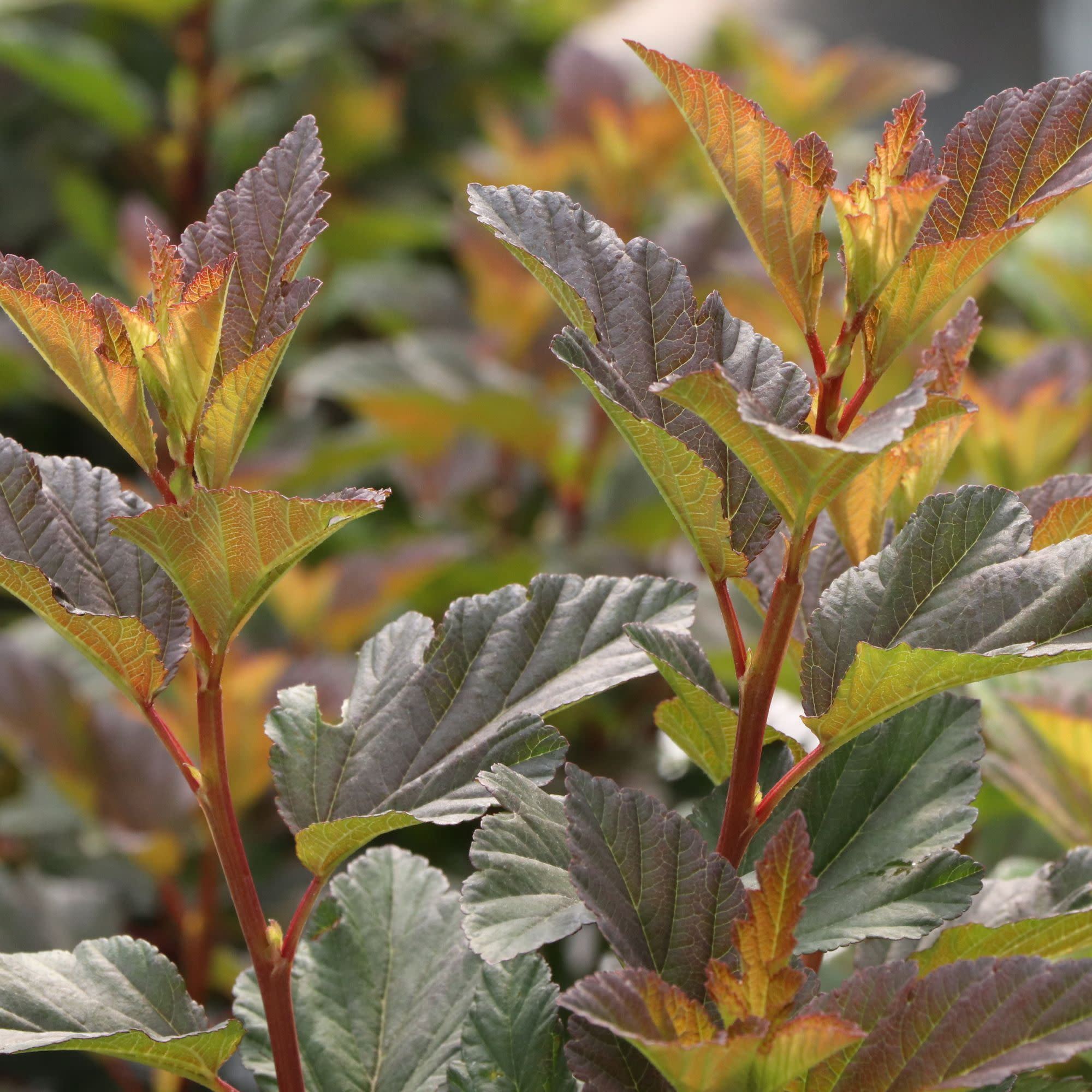 Proven Winners ColorChoice 5" Pink Summer Wine Ros Ninebark Live Plant in 4.5" Pot (4 Count)