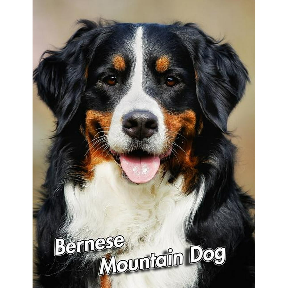 Bernese Mountain Dog 2020 Weekly Calendar 12 Months 107 pages 8.5 x 11