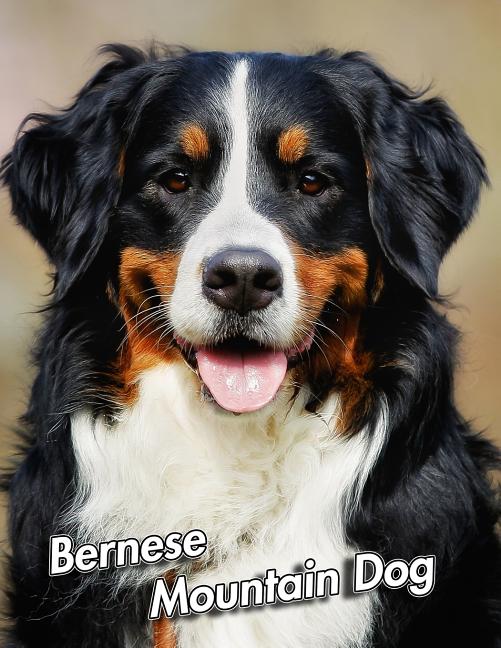 Bernese Mountain Dog 2020 Weekly Calendar 12 Months 107 Pages 8 5 X 11 In Planner Diary Bernese Mountain Dog 2020 Weekly Calendar 12 Months 107 Pages 8 5 X 11 In Planner Diary