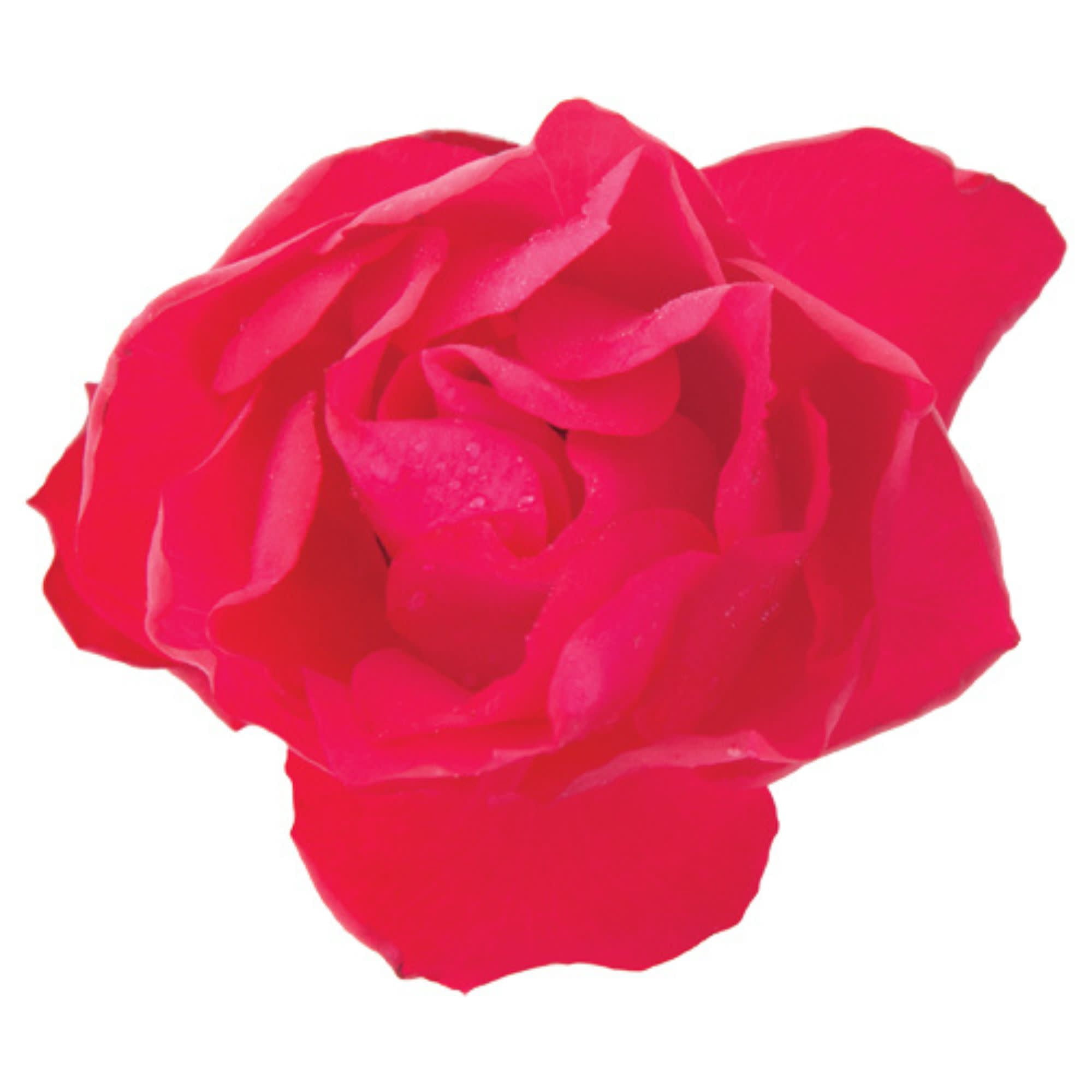 Proven Winners ColorChoice 5" Oso Easy Double Red Rose Live Plant in 4.5" Pot (4 Count)