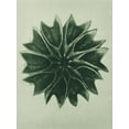 thumbnail image 2 of Blossfeldt, Karl 25x32 Black Ornate Wood Framed with Double Matting Museum Art Print Titled - Abutilon (Lime Mallow), 2 of 4