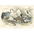 thumbnail image 2 of Stewart, J. 32x23 Black Ornate Wood Framed with Double Matting Museum Art Print Titled - Herons, Egrets and Cranes, 2 of 4
