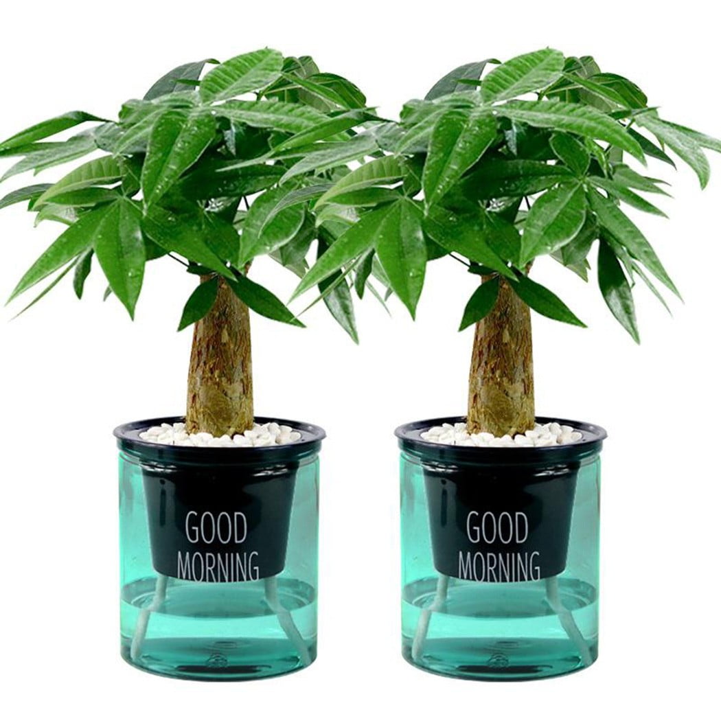 2pcs Clear Self Watering Pot Planter For Indoor Outdoor Plants Flowers Herbs Set 