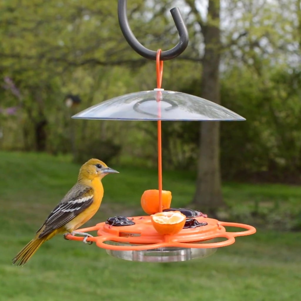Wild Wings Plastic All-in-One Oriole Buffet Bird Feeder 12 oz, Orange