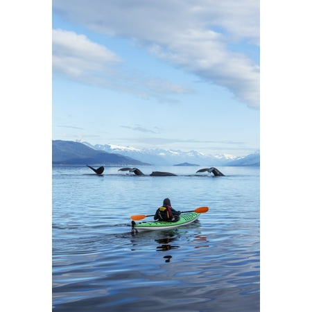 A Sea Kayaker Watches As A Group Of Humpback Whales Lift Their Flukes Returning To The Bountiful Waters Of Se Alaskas Stephens Passage Tracy Arm And Coast Range Mountains Rise Beyond Composite MrEd Em