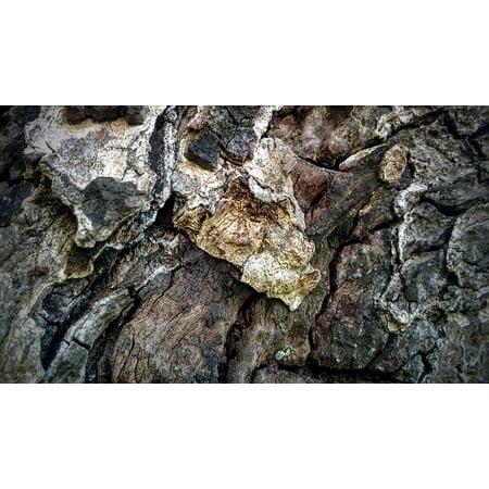 LAMINATED POSTER Wood Grain Wood Texture Grain Texture Wood Pattern Poster Print 24 x 36