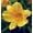 Soft Yellow, variant on Expert Gardener Happy Returns Daylily (2.5 Quart) Yellow Blooming Perennial - Full Sun Live Outdoor Plant