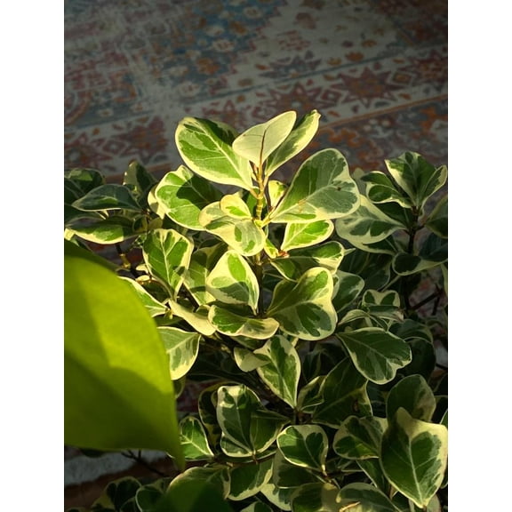 RedCrocus Triangularis Fig, Mistletoe Fig - Indoor/Outdoor Evergreen Plant, Low Maintenance, Tropical Foliage, Container & Garden Decor  6" Pot