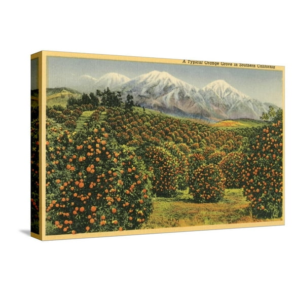 Art.com Orange Grove in Southern California Stretched Canvas Print Wall Art, 18" x 12"