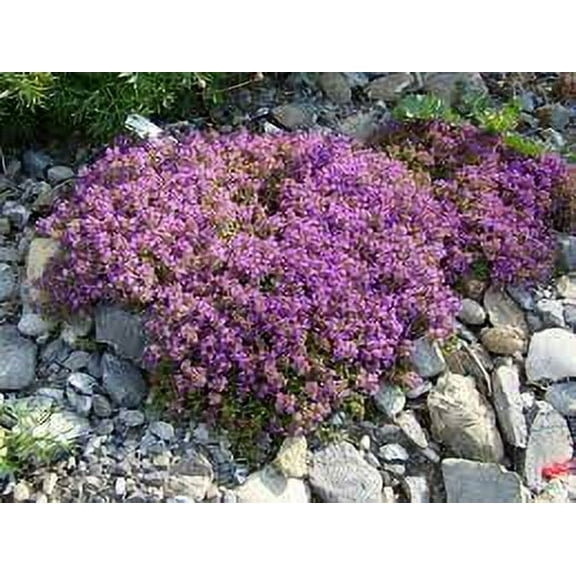 Daylily Nursery Creeping Thyme Live Shrubs, Edible