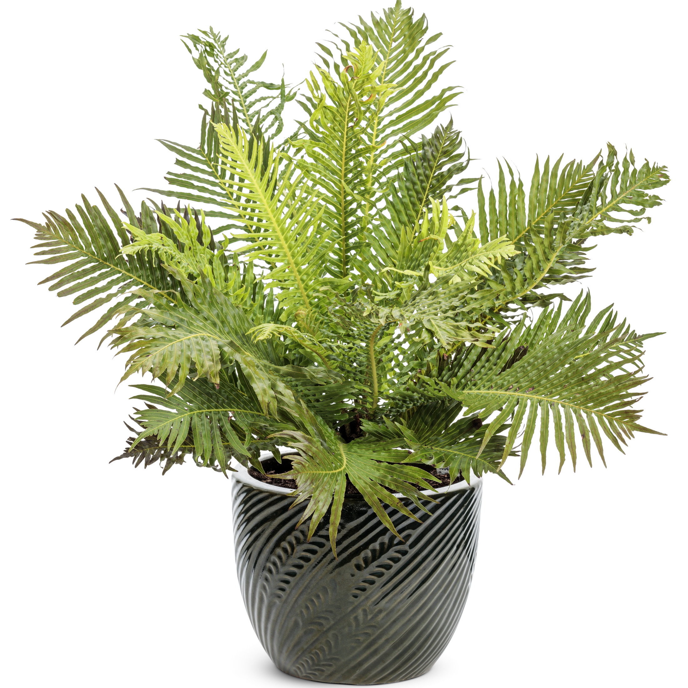 Proven Winners 5" 'Silver Lady' Dwarf Tree Fern Live Plant in 4.5" Pot (4 Count)