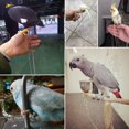 thumbnail image 3 of Support de Pied pour Oiseaux Chaîne en Acier Inoxydable Perroquet Fournitures pour Oiseaux, 3 of 9