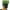 Green, variant on TERGAYEE Potato Grow Bags with Flap,Heavy Duty Fabric with Handle and Harvest Window,Heavy Duty Potato Planters Garden Planting Bags for Onion,Fruits,Tomato,Carrot