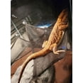thumbnail image 4 of Dragón Barbudo Lagarto Reptil Hamaca Escalera Dragón Barbudo Hamaca Accesorios para Dragones Barbudos Geckos Lagartos Reptil (Verde) 4 piezas, 4 of 4