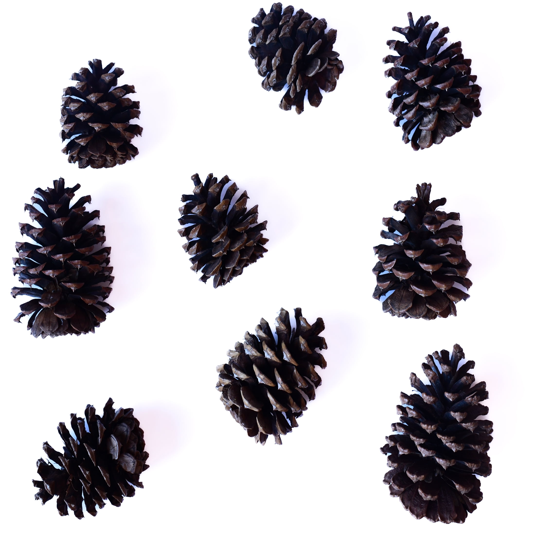 (2 pack) Rooms in Bloom Natural Brown Cinnamon Scented Pine Cones Potpourri
