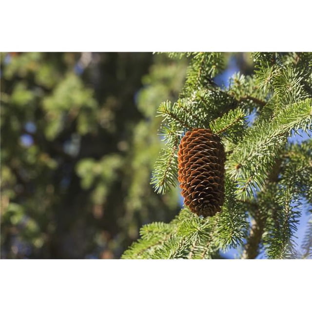 Posterazzi DPI12274925 Open Cone on Spruce Tree - Edmonton Alberta Canada Poster Print - 19 x 12 in.
