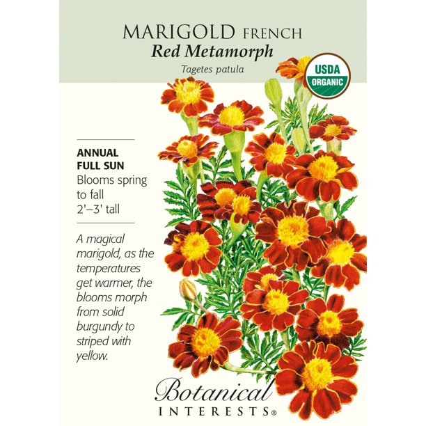 Organic Red Metamorph French Marigold Seeds 150 Milligrams
