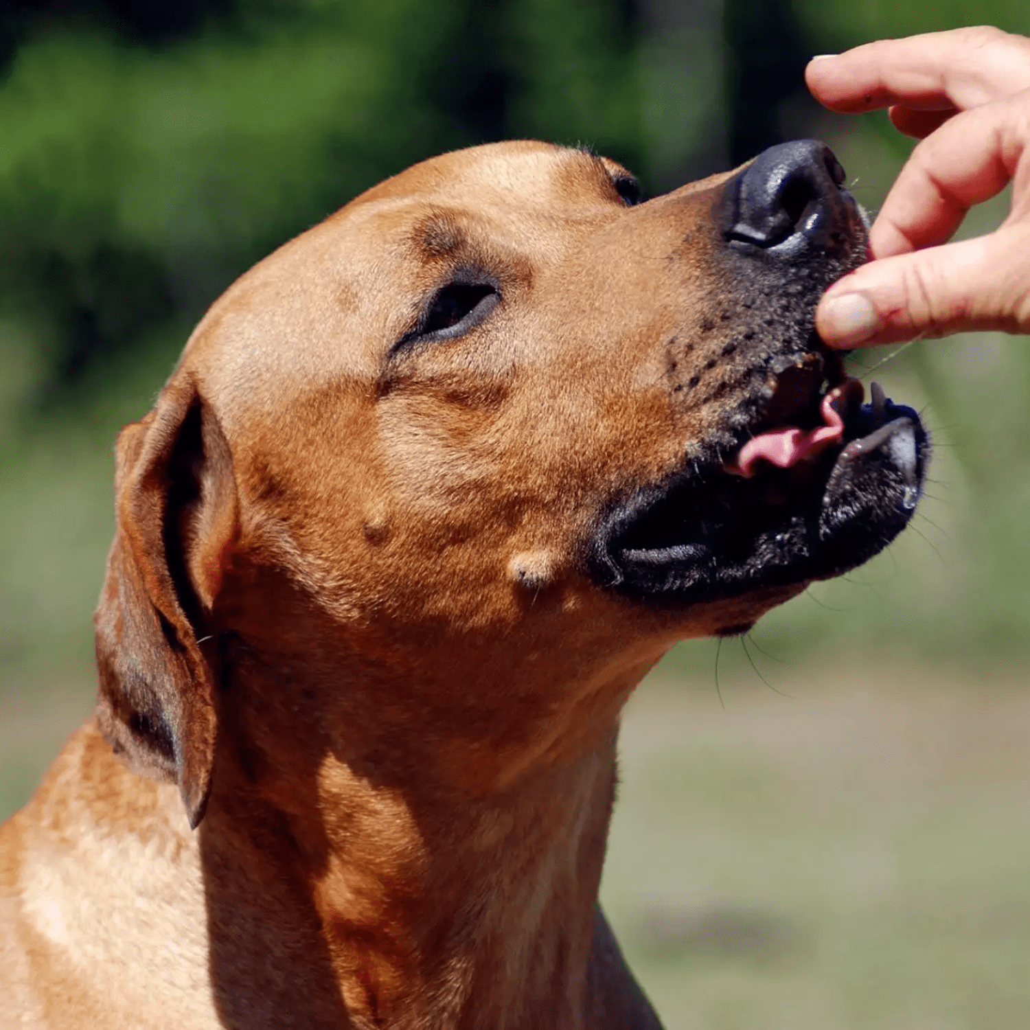 Farmland Tradition Dogs Love Chicken Premium Jerky Treats for Dogs, Made with Limited Ingredients, Zero Artificial Flavors, Protein Packed Treat Great for All Dog Sizes and Breeds 3Lbs Pack of 2