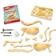 thumbnail image 4 of Science4You Kit de excavación de fósiles de Brachiosaurus para niños: excava y ensambla 11 piezas de kit de excavación de fósiles de dinosaurios dinosaurios para juegos infantiles, juguetes de dinosa, 4 of 5