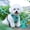 Blue, variant on AUHomi Lightweight Dog Harness, Adjustable Durable Breathable Mesh Pet Vest Harness with Soft and Comfortable Cushion, Easy to Clean, for Small Medium Dogs, Reflective Oxford Material (Green)