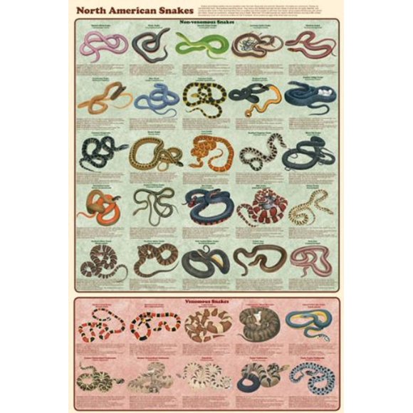 Laminated North American Snakes Educational Chart Print Poster 24x36