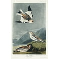 thumbnail image 2 of Audubon, John James 17x24 Black Ornate Wood Framed with Double Matting Museum Art Print Titled - Snow Bunting, 2 of 4